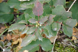 Image of creeping barberry