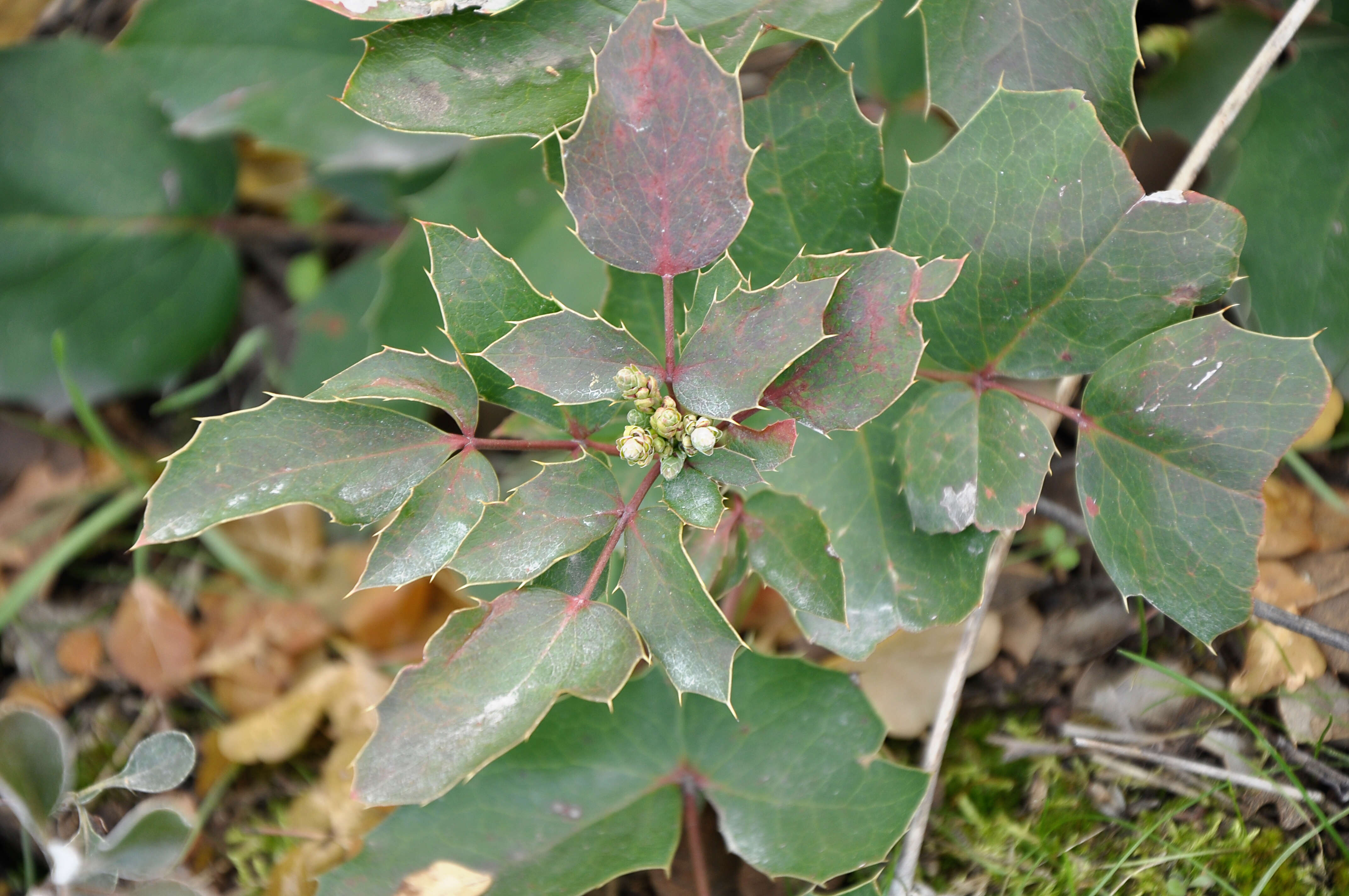 Image de Berberis repens Lindl.