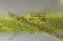 Image of Eunotiophycidae