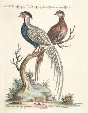Image of Lophura Fleming & J 1822