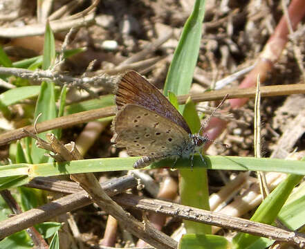 Image of Zizeeria knysna (Trimen 1862)