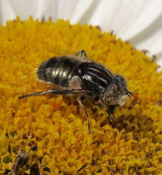 Image of Eristalinus sepulchralis (Linnaeus 1758)