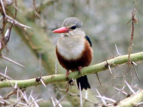 Image of Chestnut-bellied Kingfisher