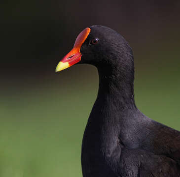 Image of Dusky Moorhen