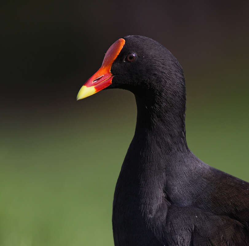 Plancia ëd Gallinula tenebrosa Gould 1846