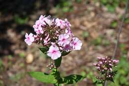 Image of phlox