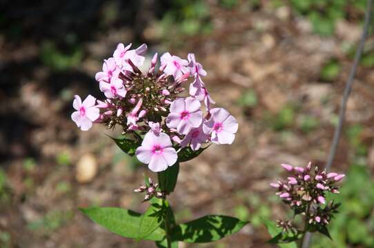 Image of fall phlox