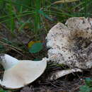 Image of Russula chloroides (Krombh.) Bres. 1900