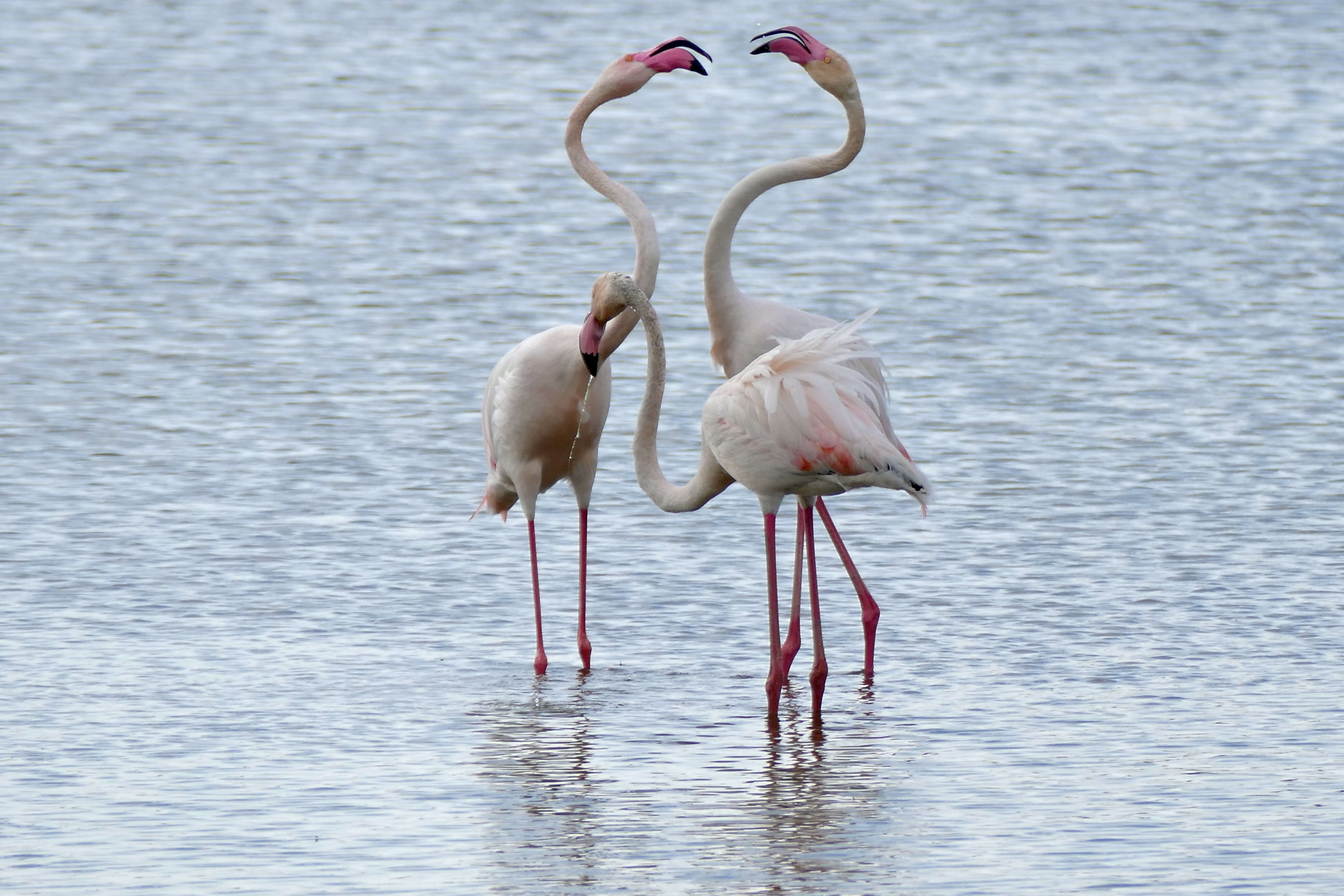 Imagem de Phoenicopterus roseus Pallas 1811