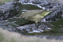 Image of Orange-crowned Warbler