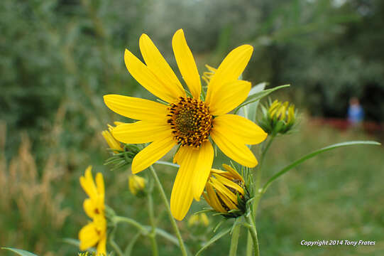 Image de Helianthus nuttallii Torr. & A. Gray