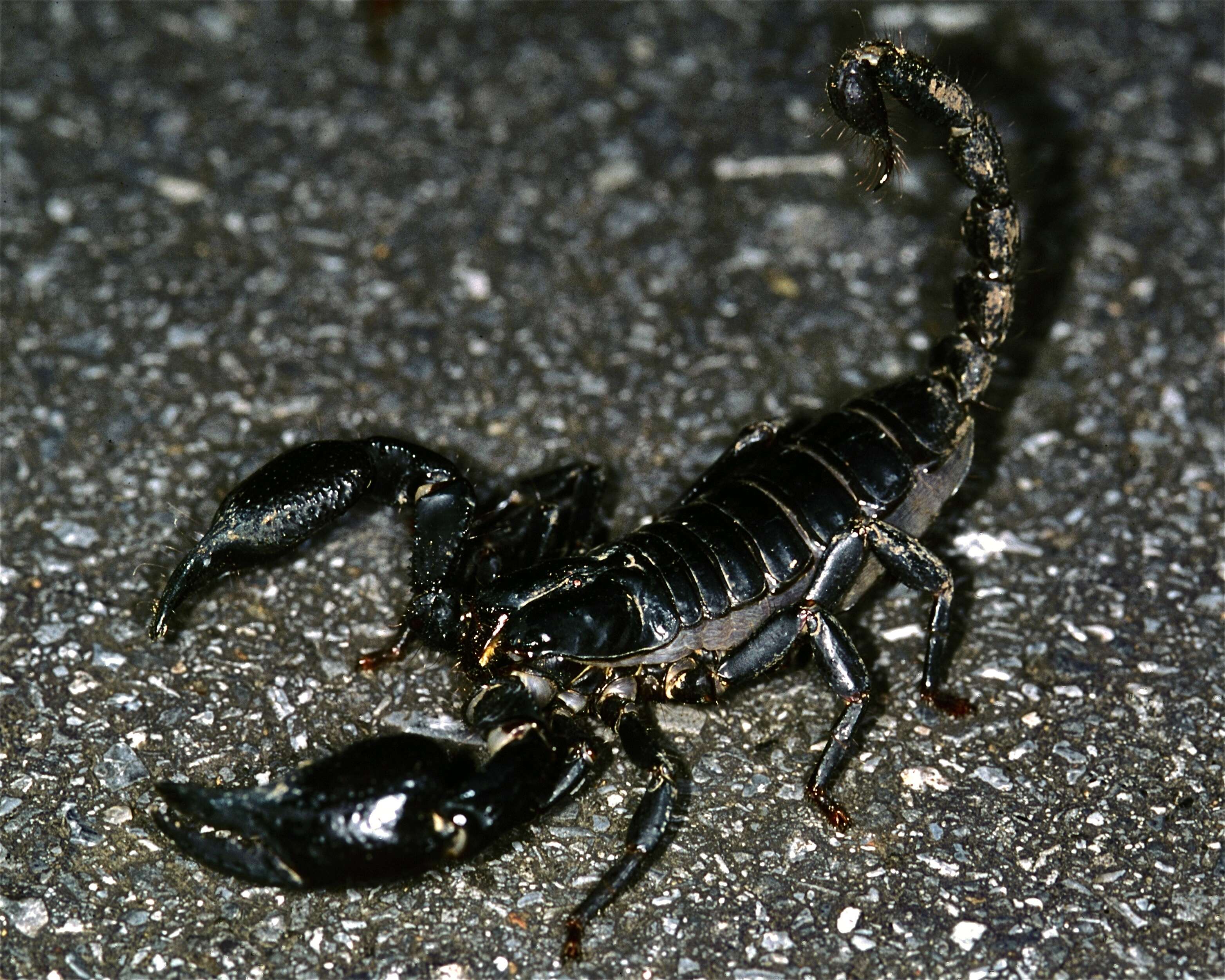 Image of Asian forest scorpion