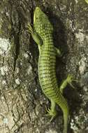 Image of Arboreal alligator lizards