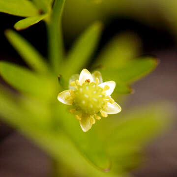 Imagem de Ranunculus abortivus L.