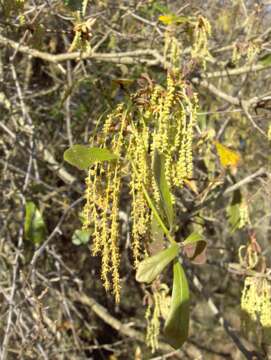 Image of Water Oak