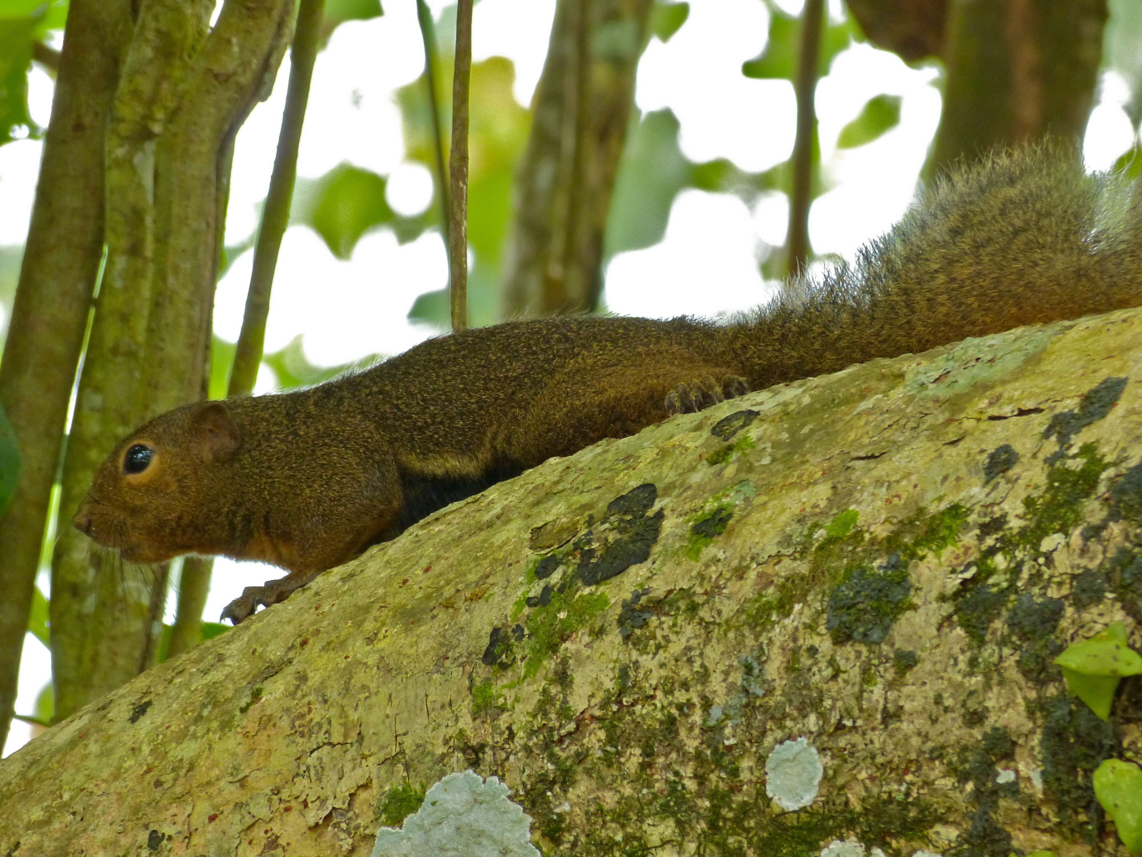 Image of Plantain Squirrel