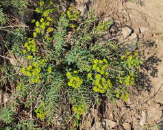 Image of Euphorbia seguieriana Neck.