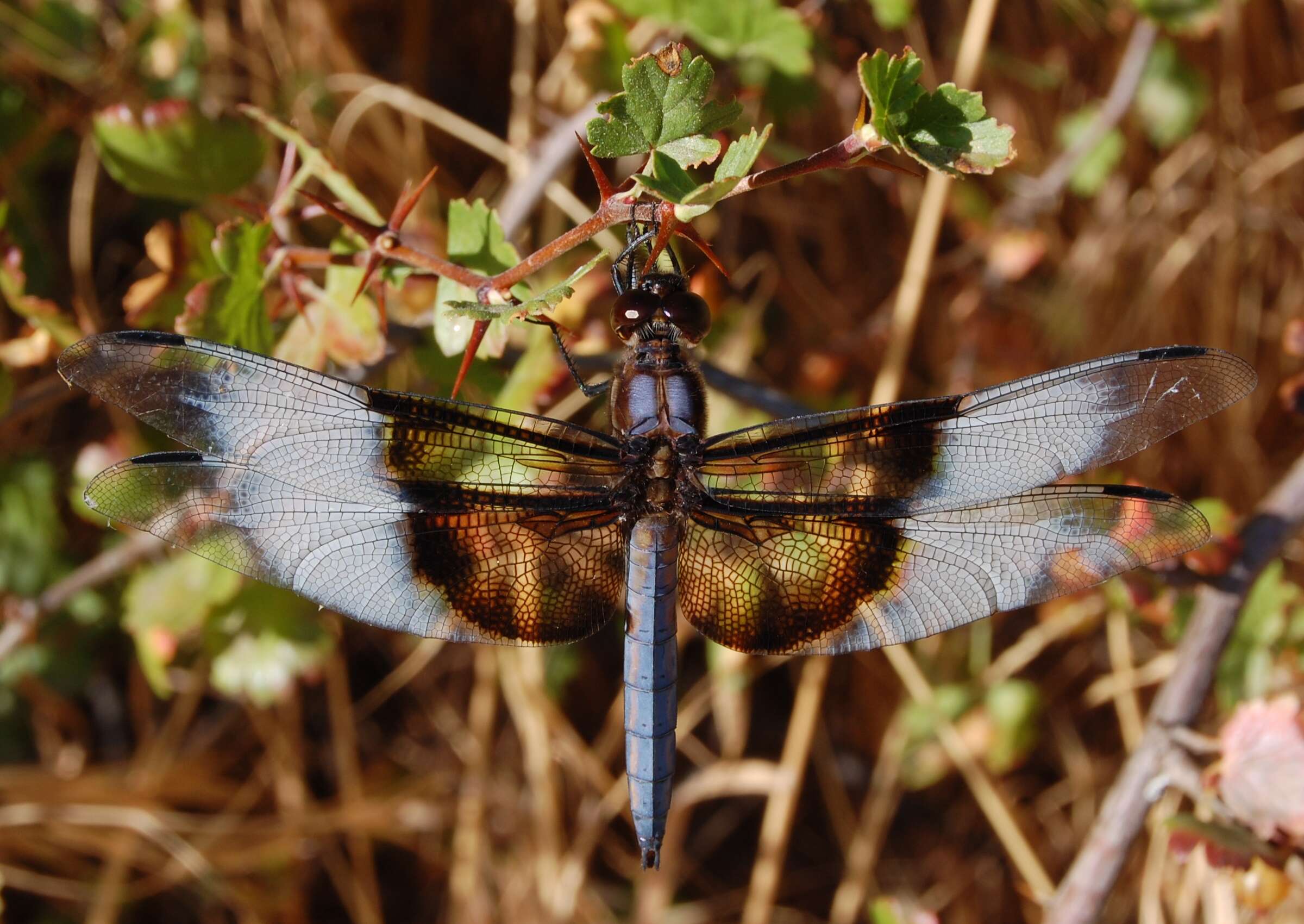 Libellula luctuosa Burmeister 1839 resmi