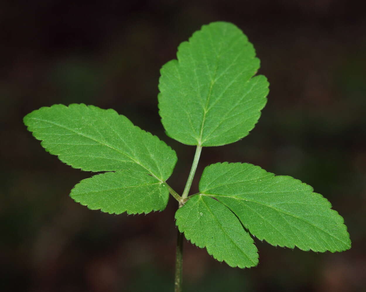 Image of Ground Elders