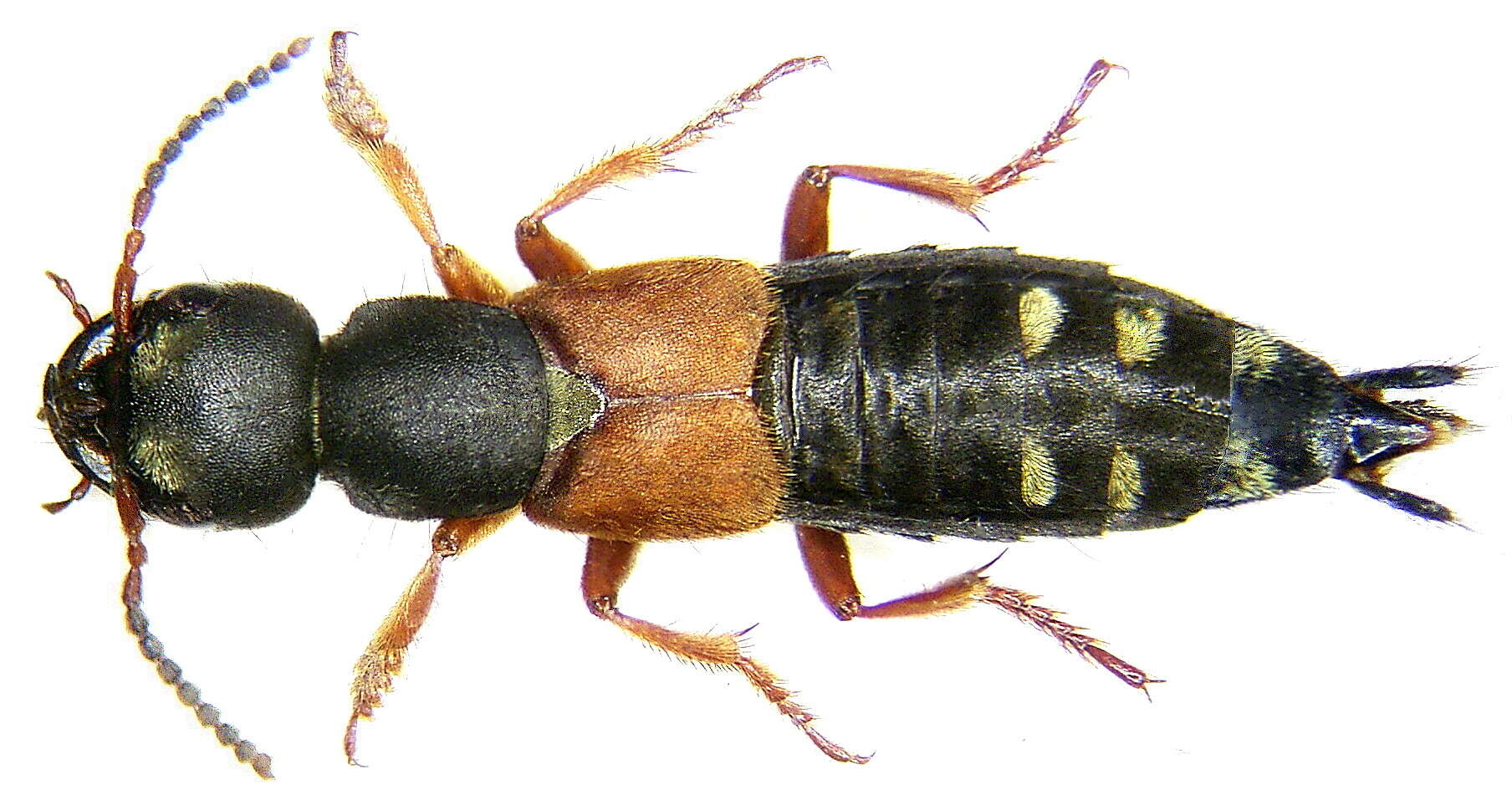 Image of Staphylinus