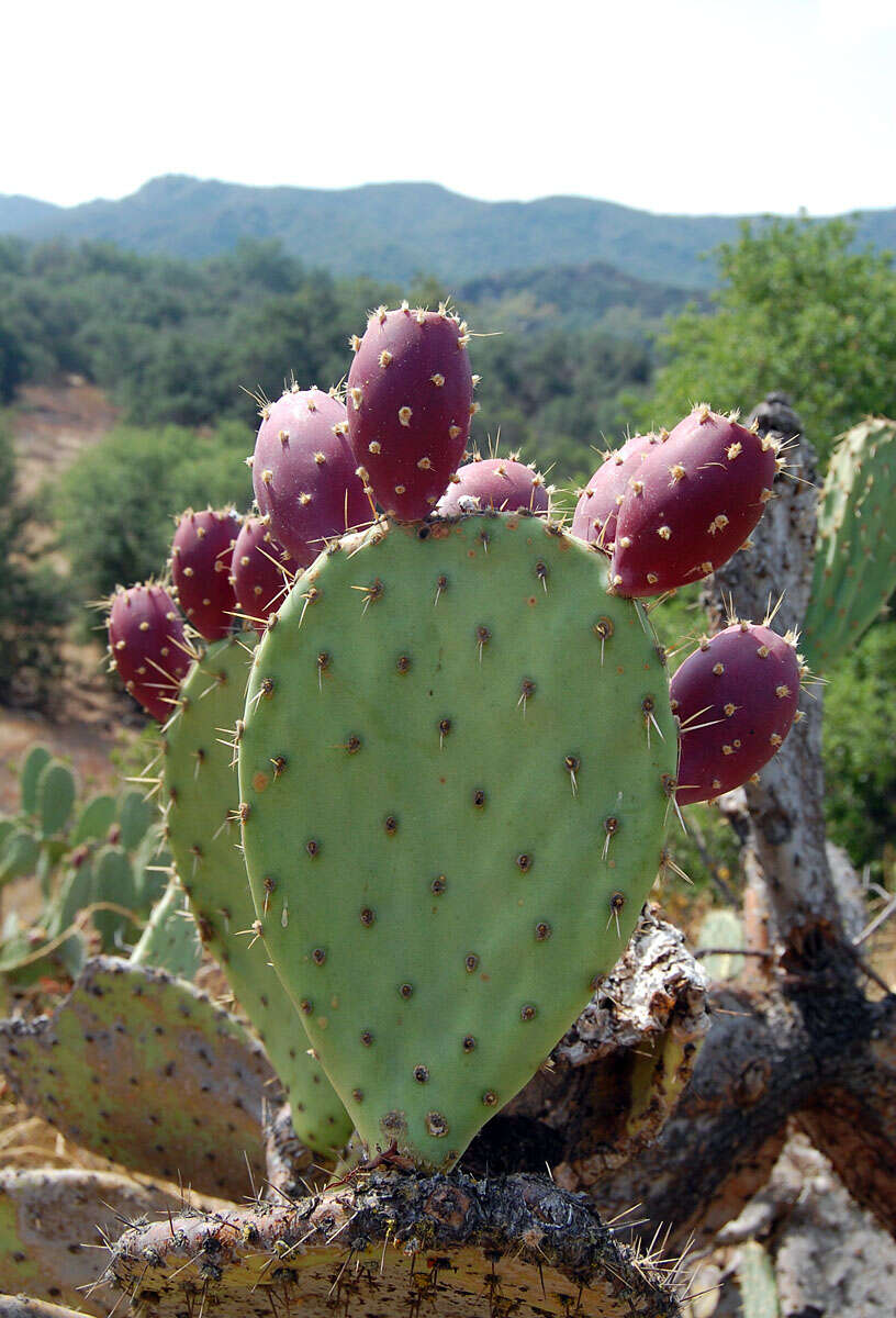 Image of Coastal Prickly-pear