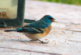 Image of Lazuli Bunting