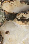 Image of Late fall polypore