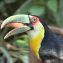 Image of Green-billed Toucan