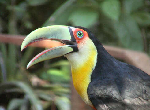 Image of Toucan Sp.