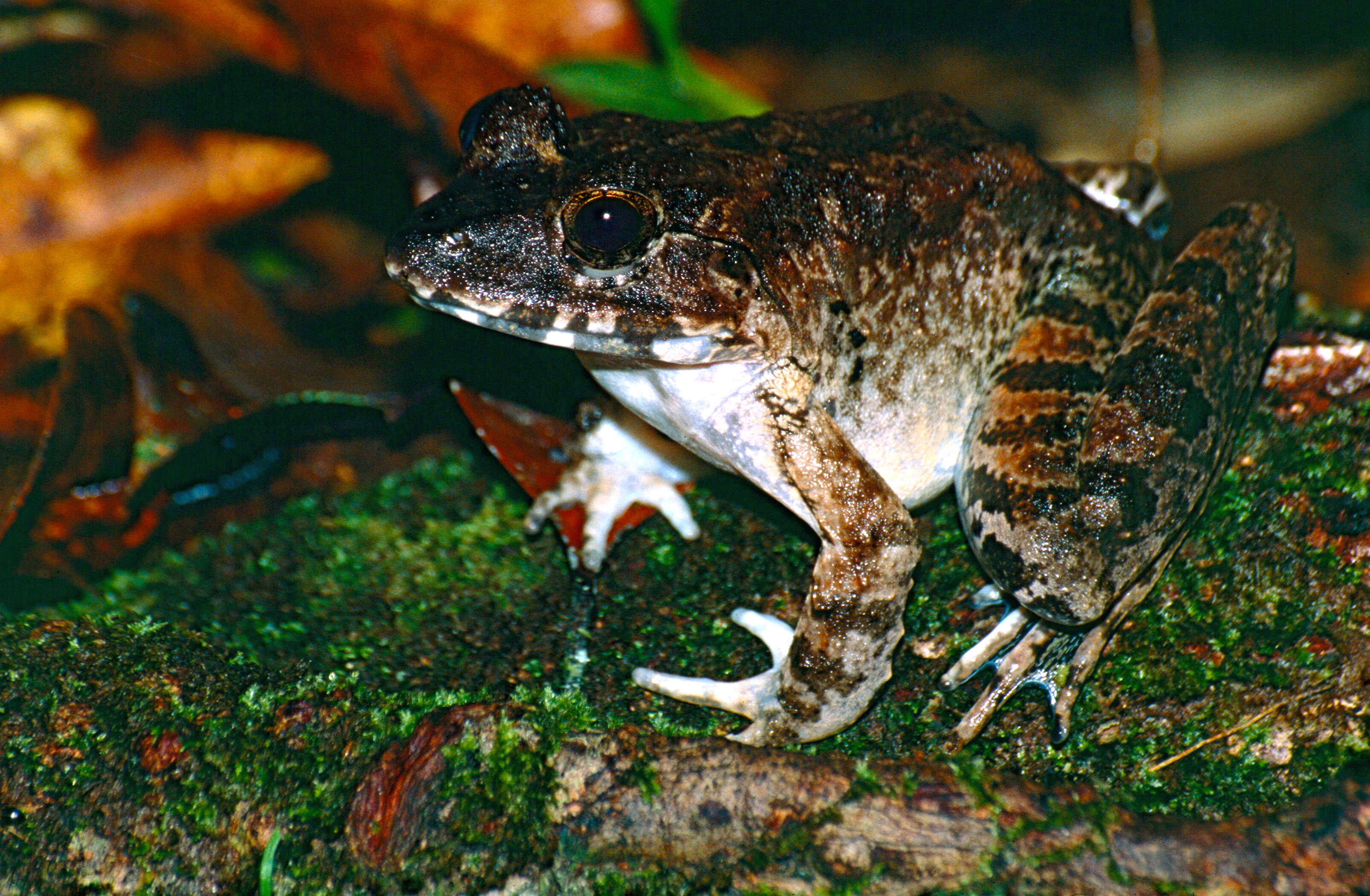 Image of Greater Swamp Frog