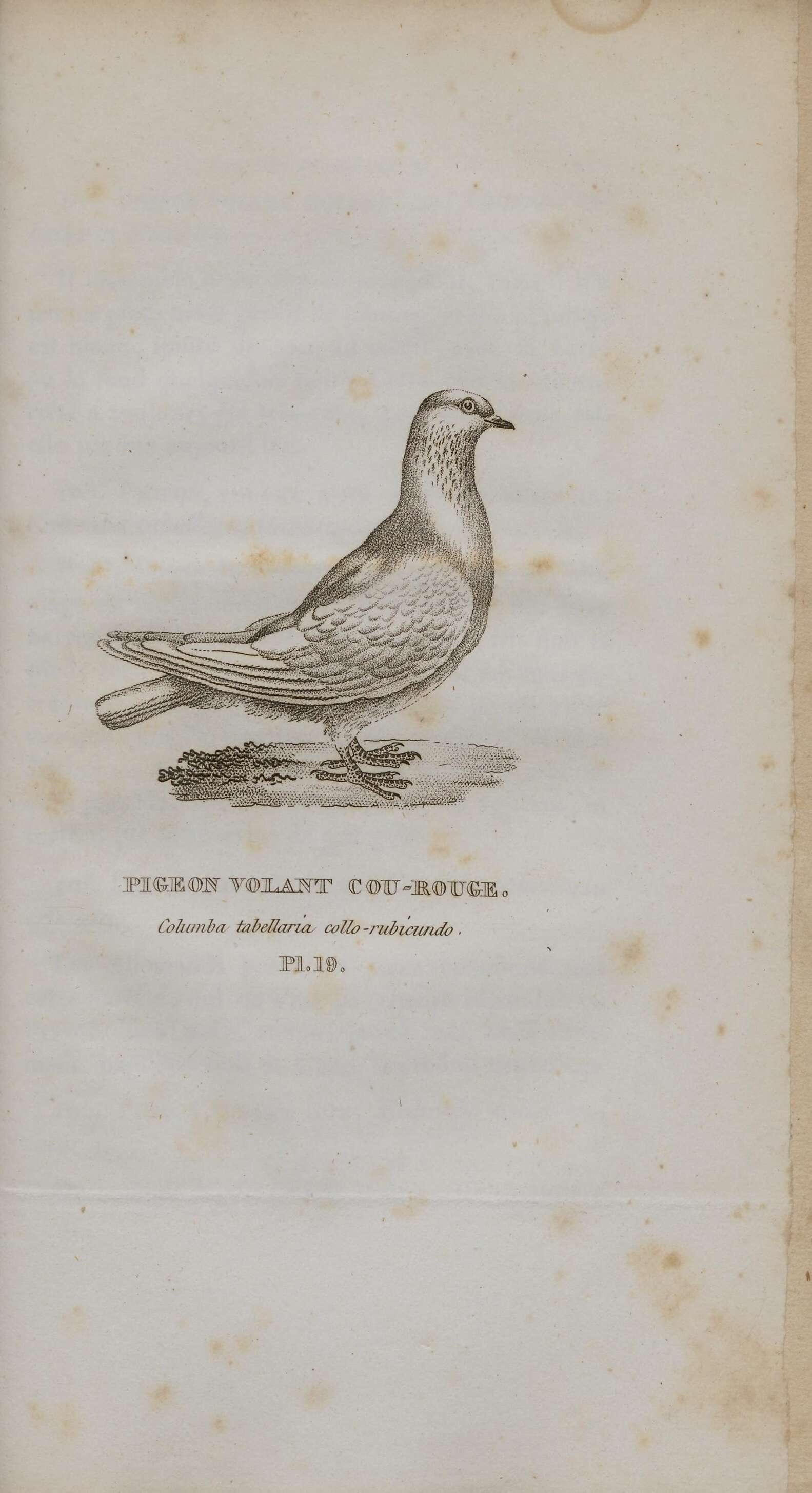 Image of Common Pigeon