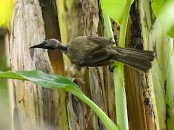 Image of Helmeted Friarbird