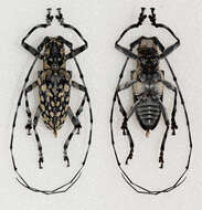 Image of Palimna annulata (Olivier 1792)