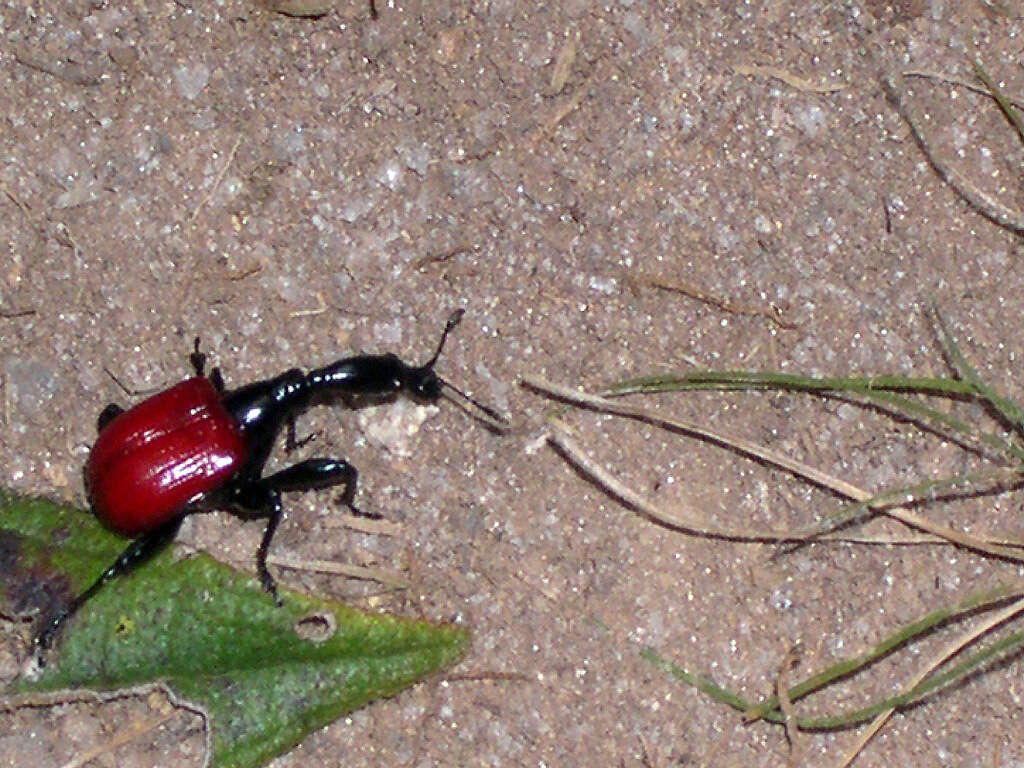 Image of Trachelophorus