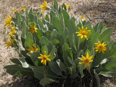 Image of woolly mule-ears