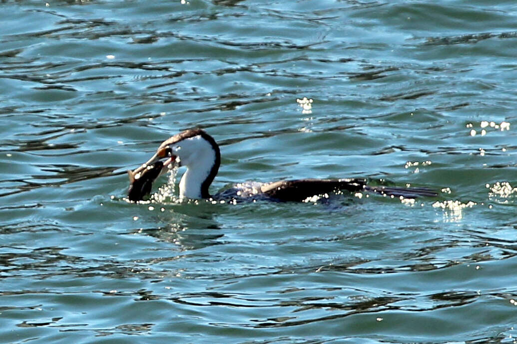 Image of Australian Pied Cormorant