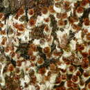 Image of Pulvinaria regalis Canard 1968