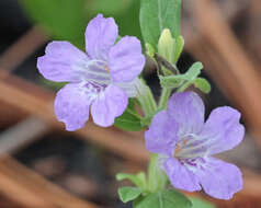 Dyschoriste oblongifolia (Michx.) Kuntze的圖片