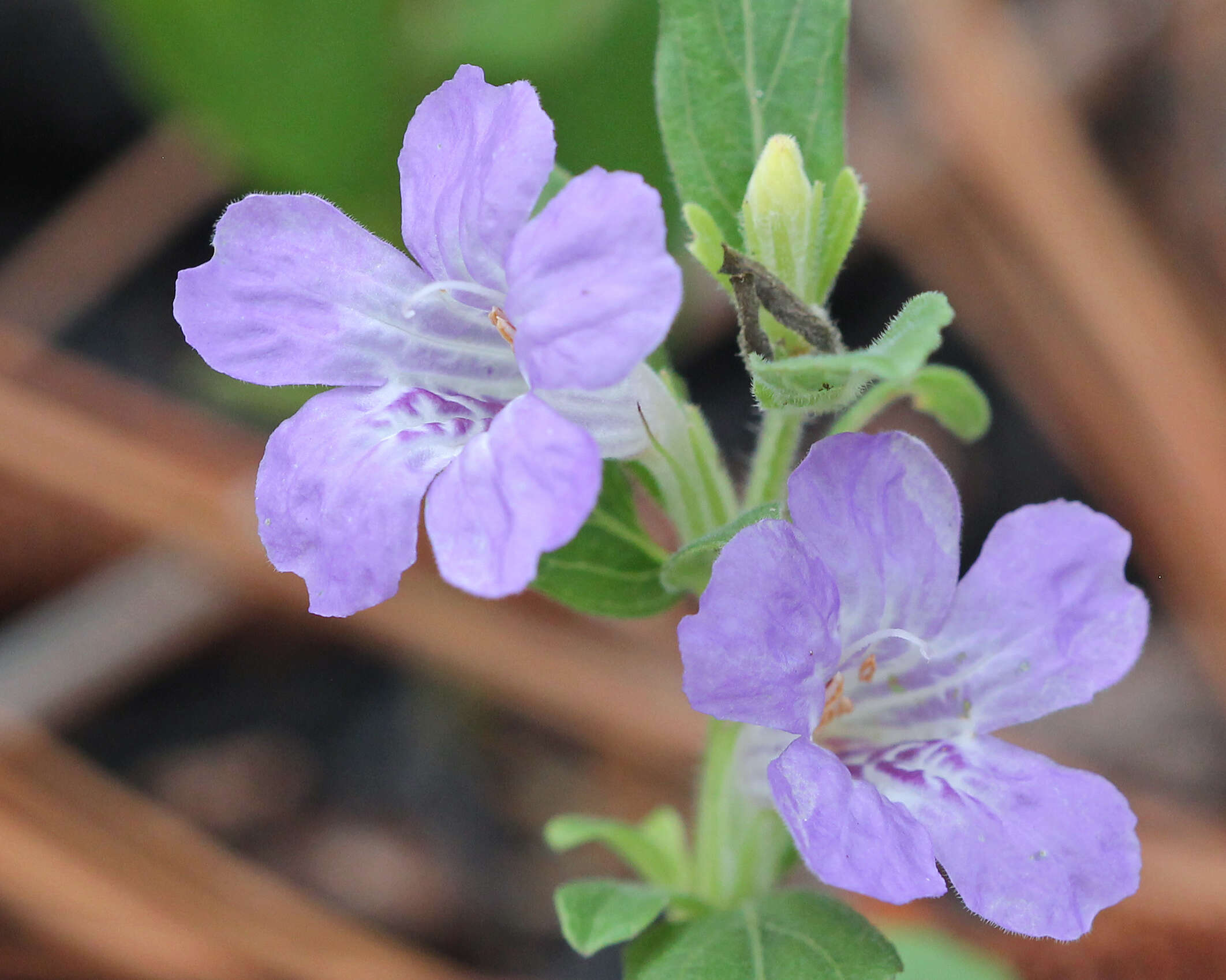 Image of snakeherb