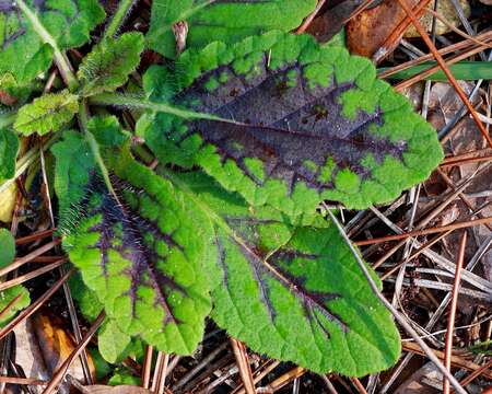 Image of lyreleaf sage