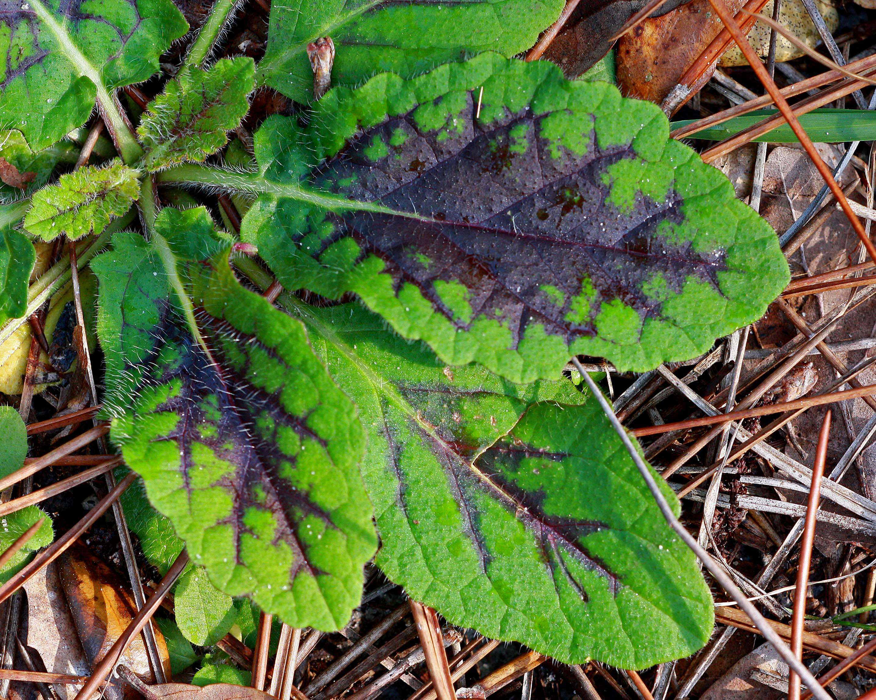 Imagem de Salvia lyrata L.