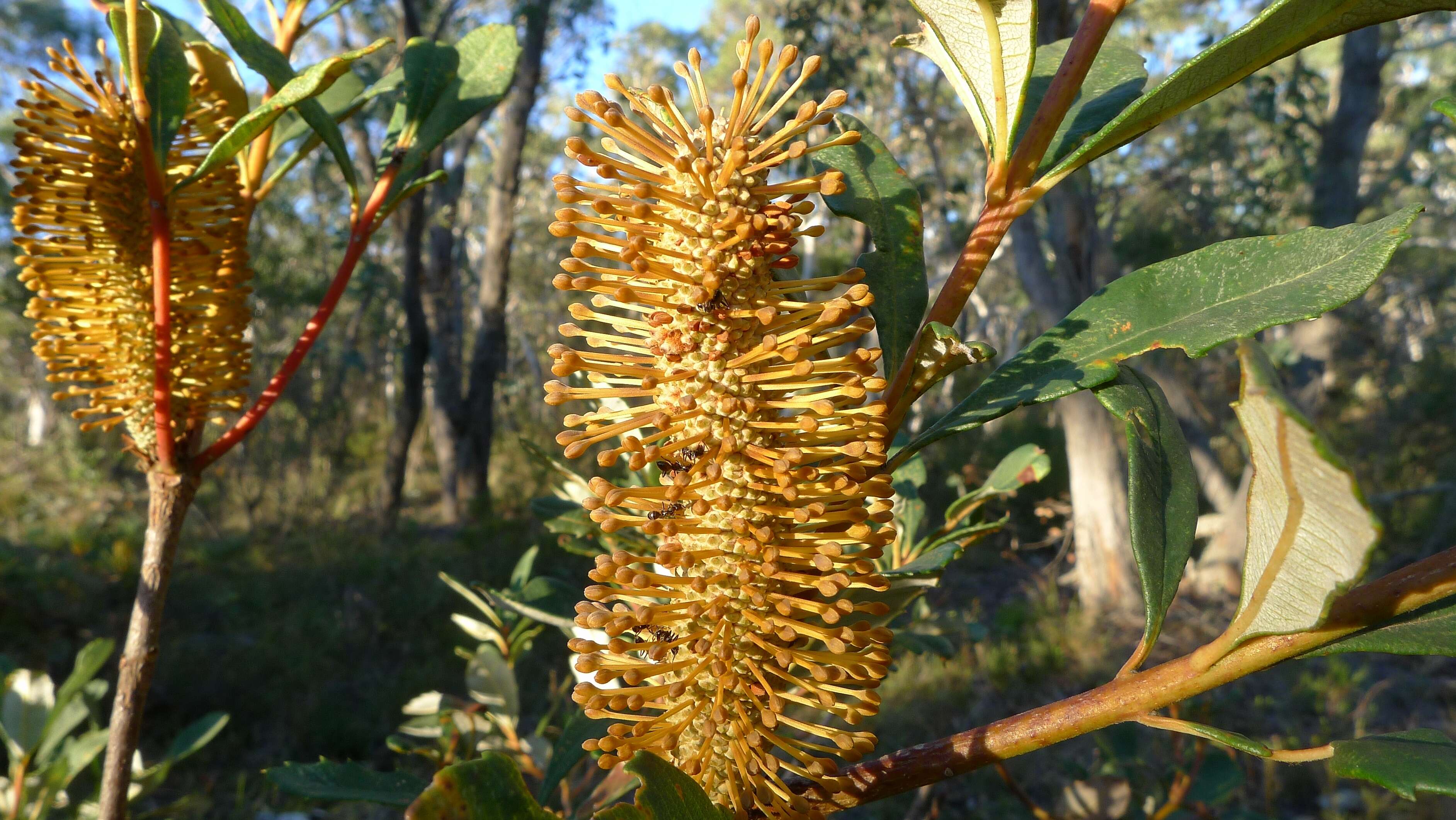 Image of Banksia oblongifolia Cav.