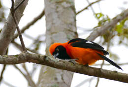 Image de Oriole à dos orange