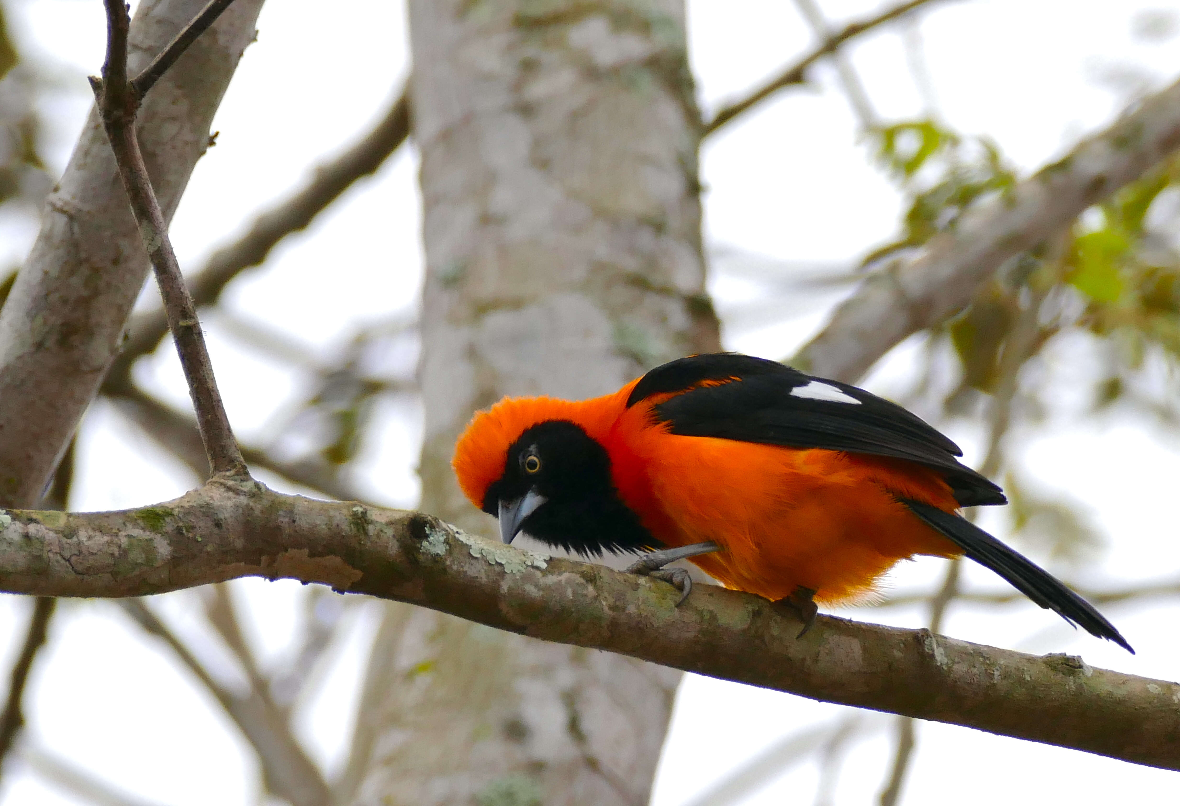 Image of Orange-backed Oriole