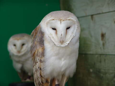 Image of Barn Owl