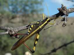 Image of White-lined Bird Grasshopper