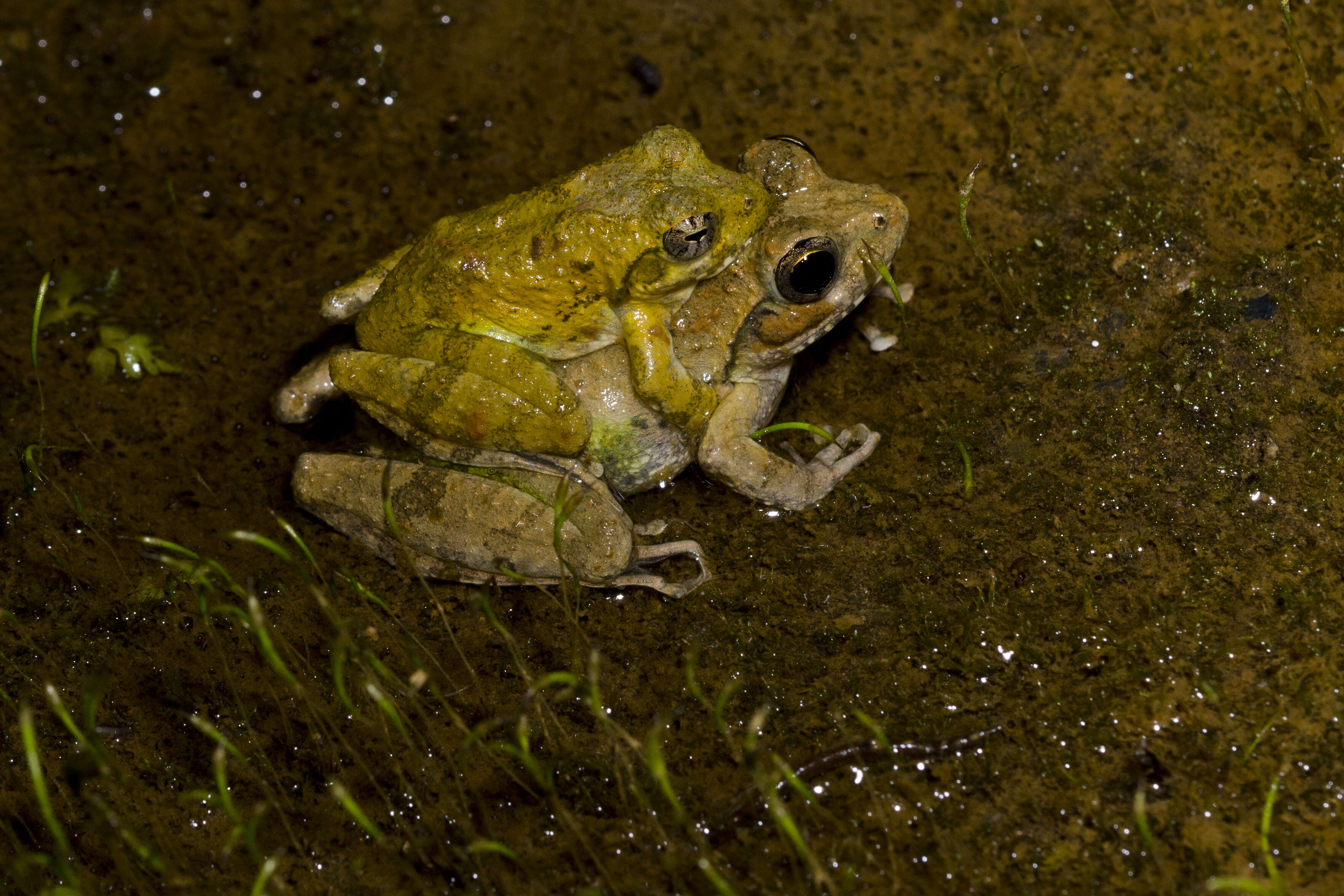 Image of Buergeriinae Channing 1989