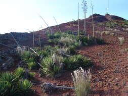 Image of agave