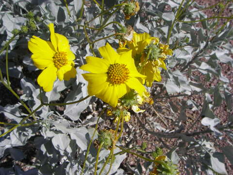 Image of brittlebush