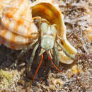 Image of Mediterranean intertidal hermit crab